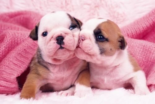 ձͣ׼뾳 Ӣ䶨ڿ˺ͣ