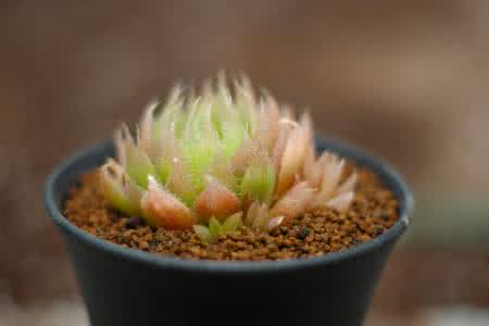 俄战机在波罗的海上空对两架美国轰炸机实施伴飞