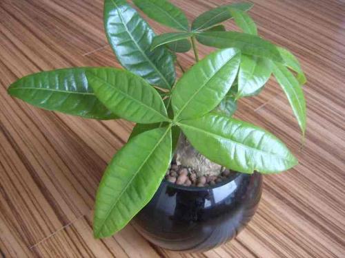 ŦԼײÈË˾»ú±»¿Ø¶þ¼¶Ä±É± ϵÃÀ¹úº£¾üÀϱø