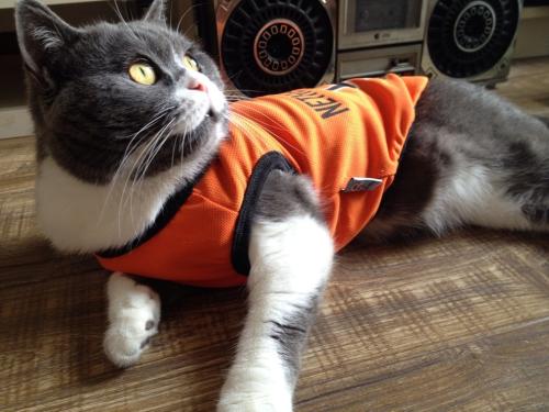 ҳܰ,ʦ͵͵ڿ ϸλǩЭ飿